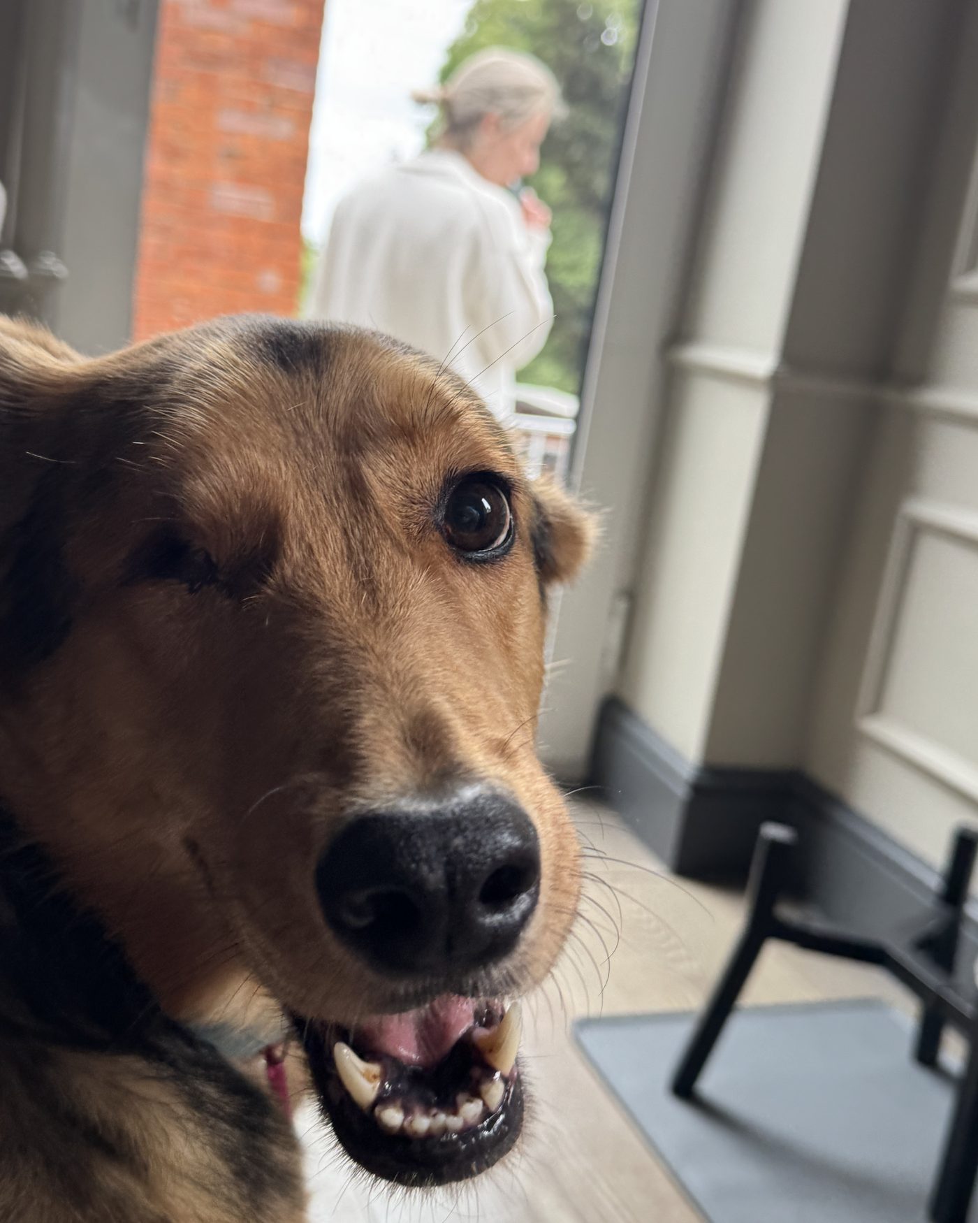 Kefir, a tan-and-black dog, looking up at the camera with his mouth open in an open doorway.